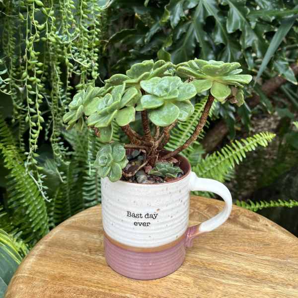 Potted succulent plant in a white and pink mug on a wooden table