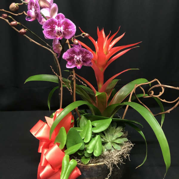 Orchid and bromeliad arrangement in a dark pot with a red bow