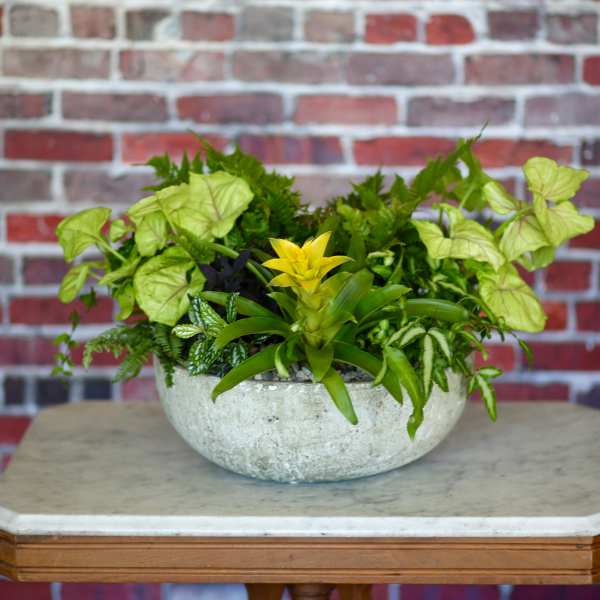 Tropical plant arrangement in a shallow stone bowl
