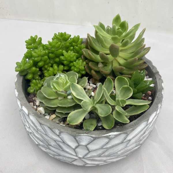 Succulent arrangement in a textured gray planter