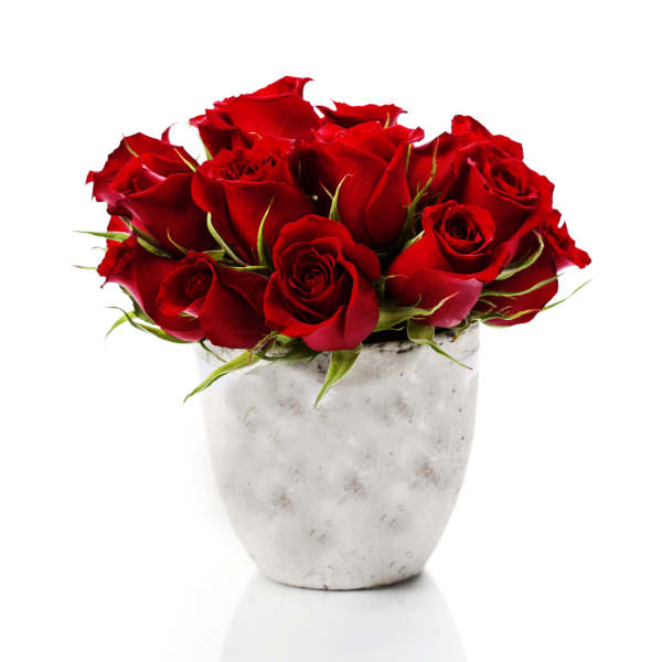 Red roses arranged in a white ceramic vase