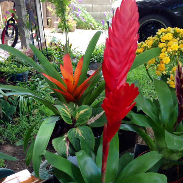 Kalancheo s, bromeliads, coleus