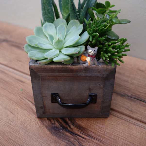 Succulent arrangement in a wooden box with a small cat figurine