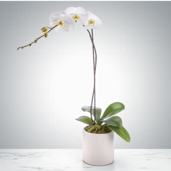 White orchid plant in a pale pink pot