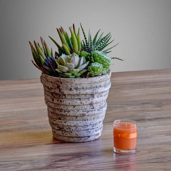 Potted succulent arrangement in a textured planter beside an orange candle
