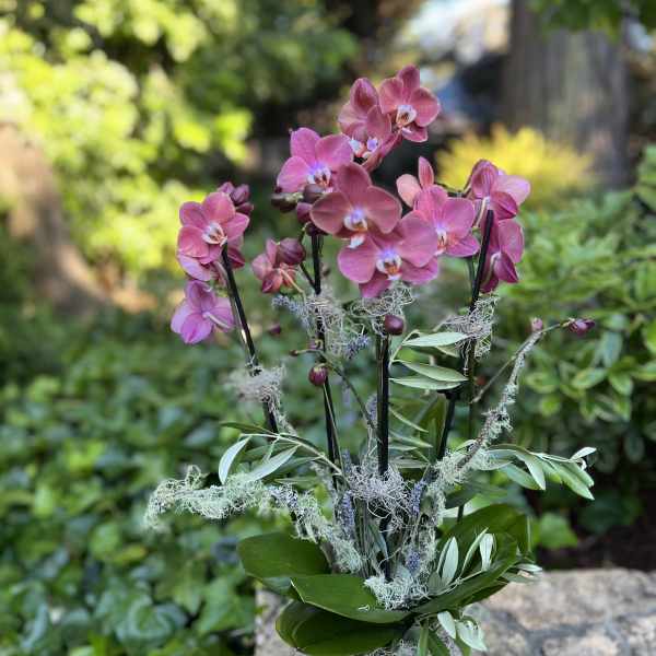 Pink orchids in a patterned ceramic pot with greenery