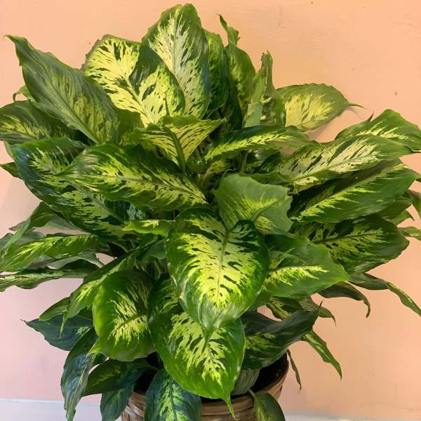 Potted variegated green houseplant in a woven basket