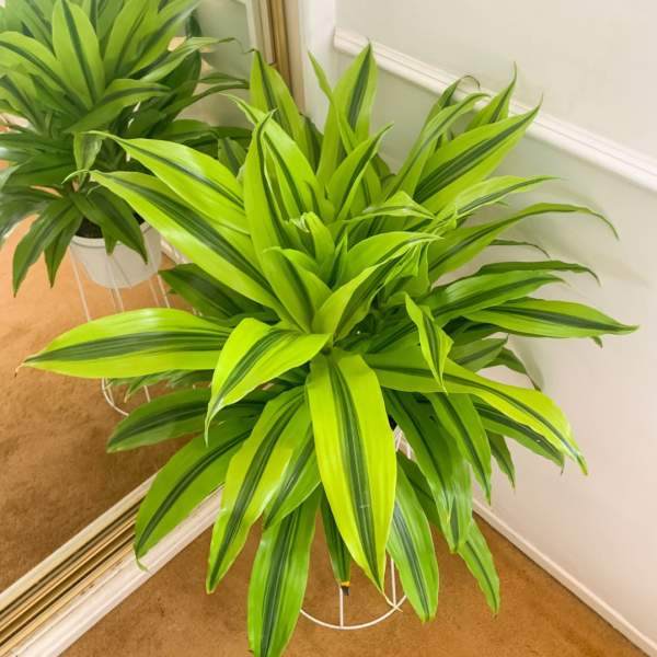 Two potted green houseplants with long striped leaves