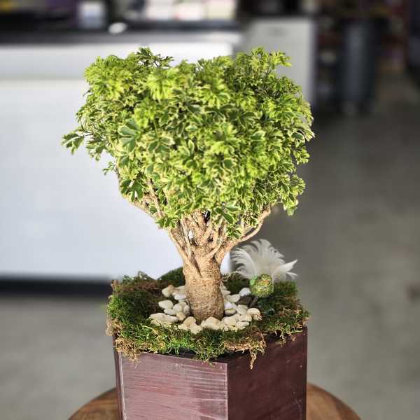 Zen Bonsai Serenity 7102