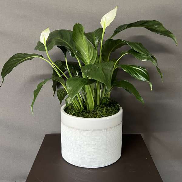 Potted peace lily with white blooms in a white ceramic planter