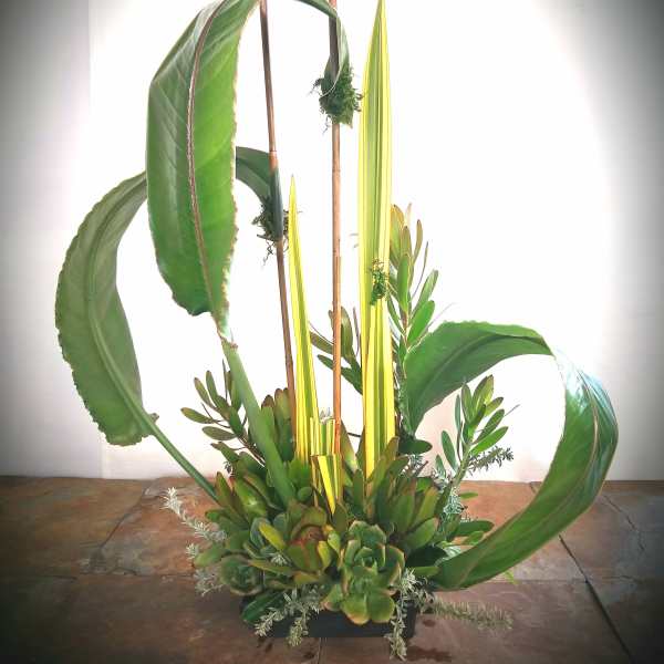 Tall succulent arrangement with large arching leaves and yellow spikes