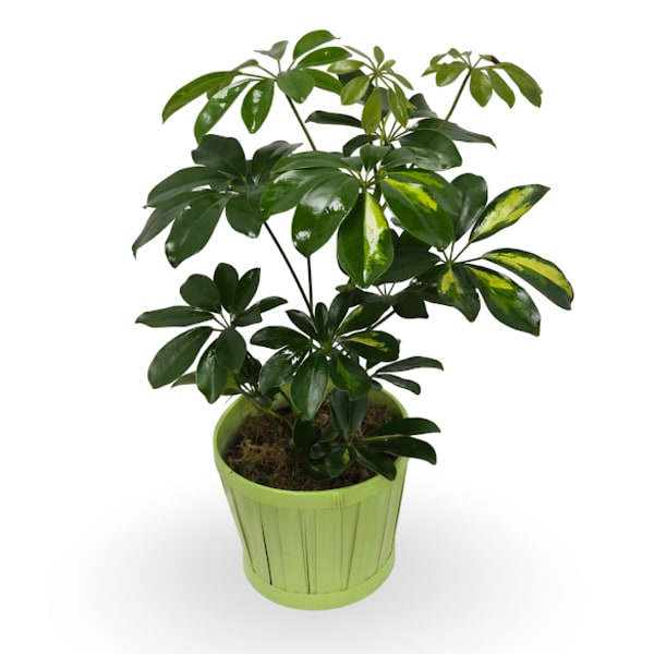 6" Schefflera Plant