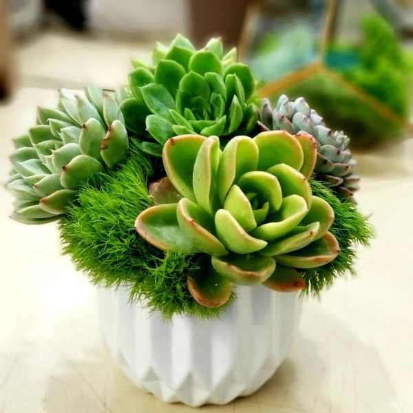 Succulent arrangement in a white ribbed pot