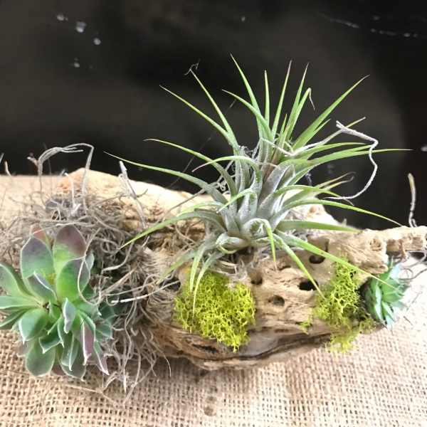 Succulent and air plant arrangement on driftwood with moss