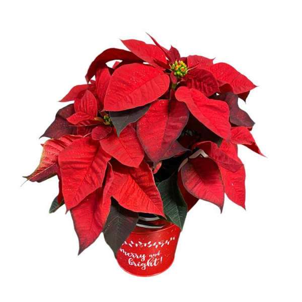 Red poinsettia plant in a festive red container