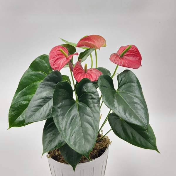6" Red Anthurium Plant