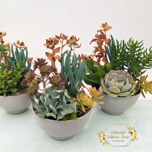 Medium Succulent Garden