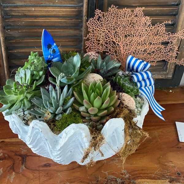 Succulent arrangement in a white shell-shaped container with blue ribbon accents