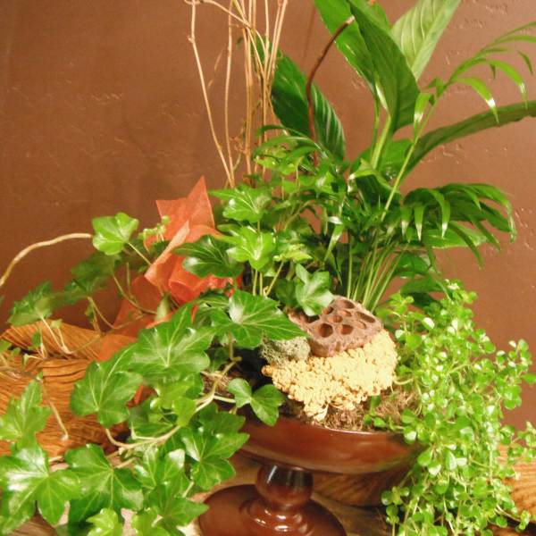 Lush green potted plant arrangement in a brown pedestal bowl
