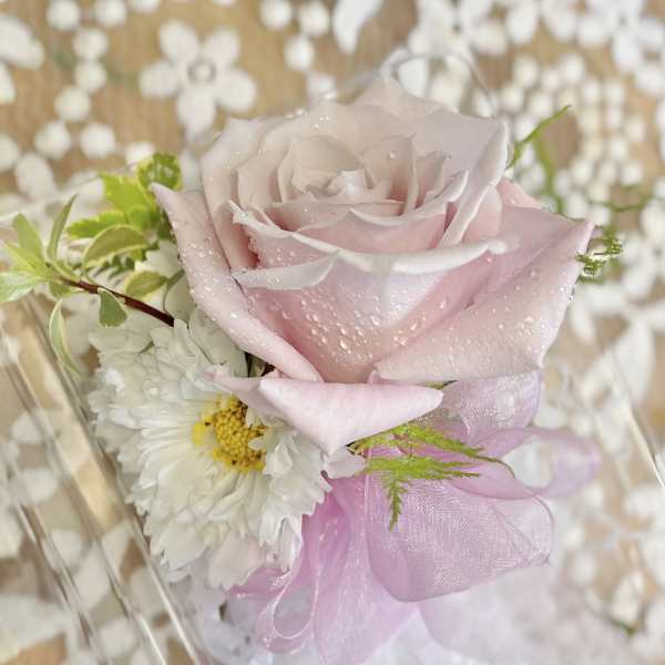 Pink rose with white daisy and ribbon in a clear wrap