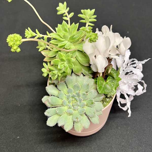 Mini succulent garden 2
