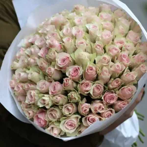 Pink roses