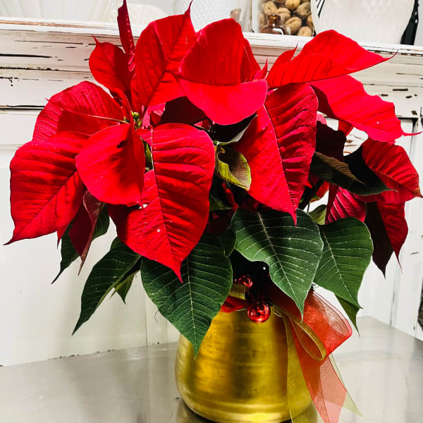 Red poinsettia arrangement in a gold pot with ribbon