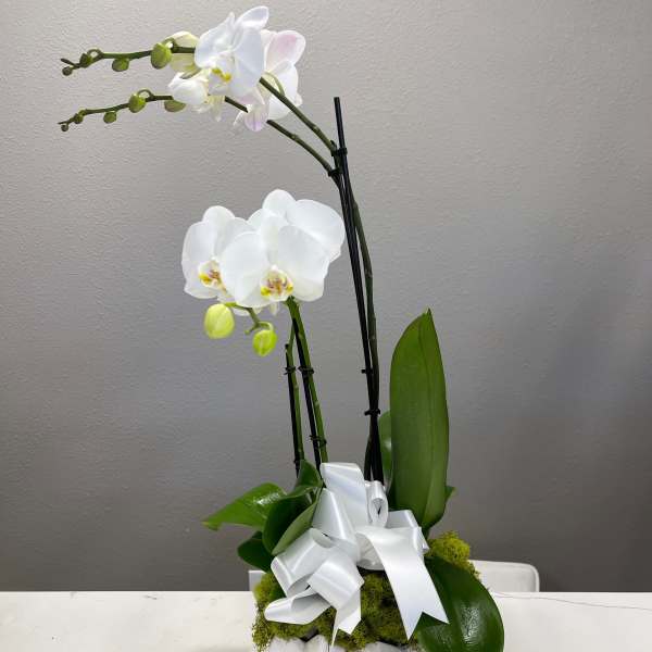White orchid arrangement in a white vase with a ribbon bow