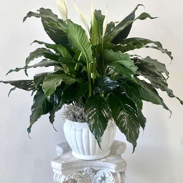 Serenity Spathiphyllum by Westford Florist Art by Veny