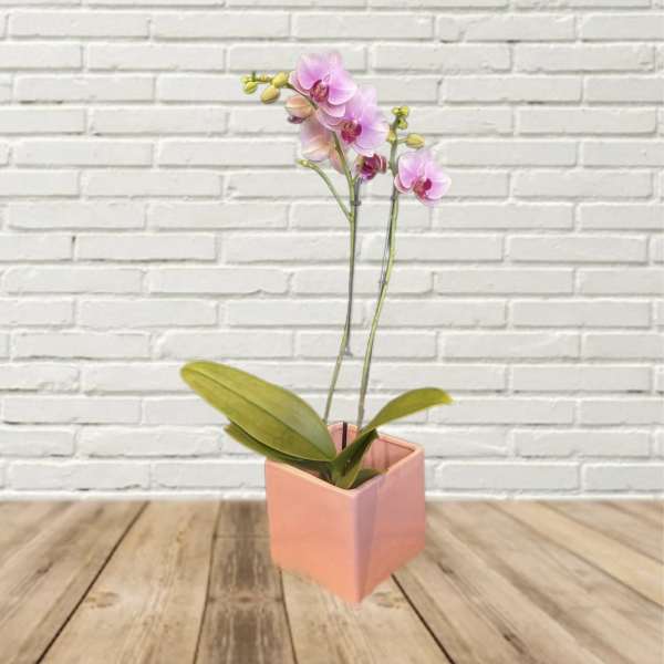 Pink orchid plant in a peach square pot