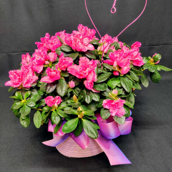 Blooming Outdoor plant Dressed with Heart