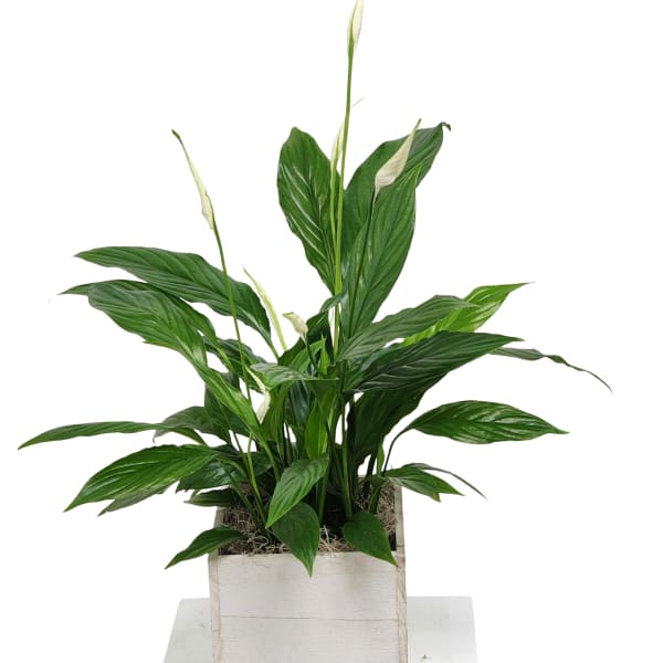 6" Peace Lily Spathiphyllum Plant