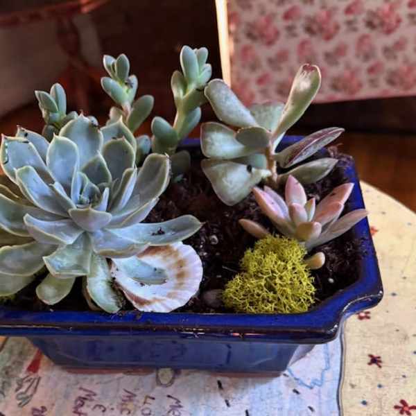 Succulent arrangement in a blue ceramic planter with shells and moss