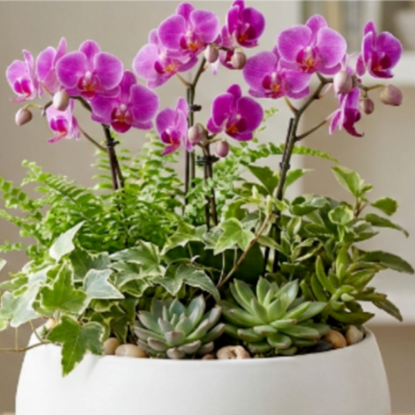 Pink orchids in a white planter with assorted succulents and ivy