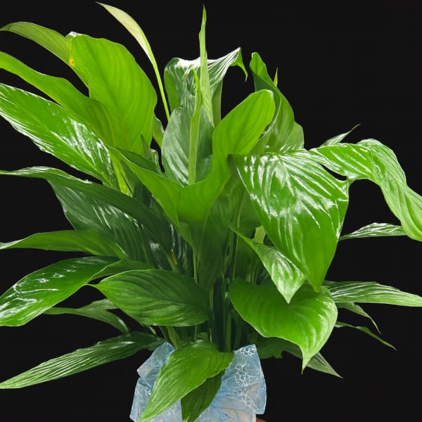 Potted green plant with a blue ribbon on a wooden base