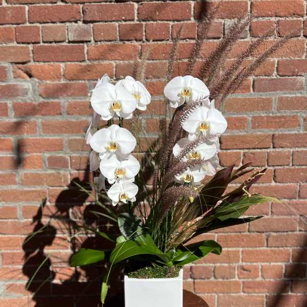White orchids arranged in a square white planter