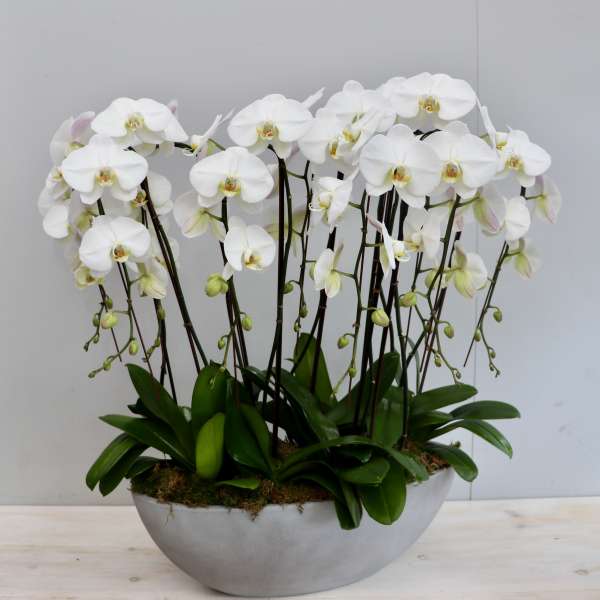 Multiple white phalaenopsis orchid plants in a long gray ceramic bowl