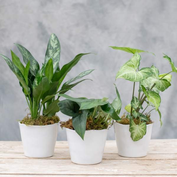 Three small potted houseplants in white pots on a wooden surface