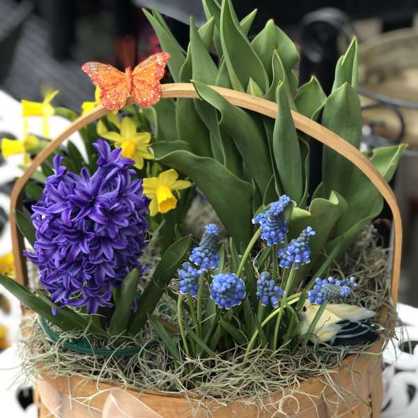 Basket arrangement with purple hyacinth, blue grape hyacinth, and yellow daffodils