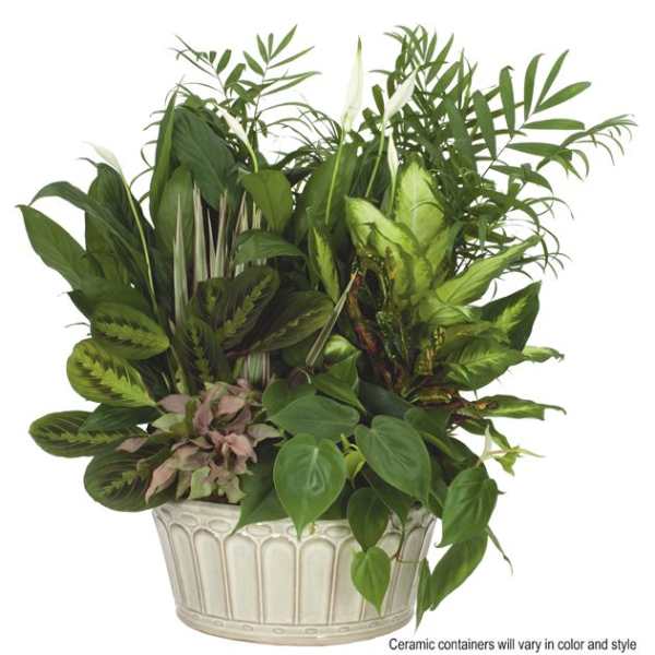 Lush mixed green potted plants with a few white blooms in a round cream ceramic container