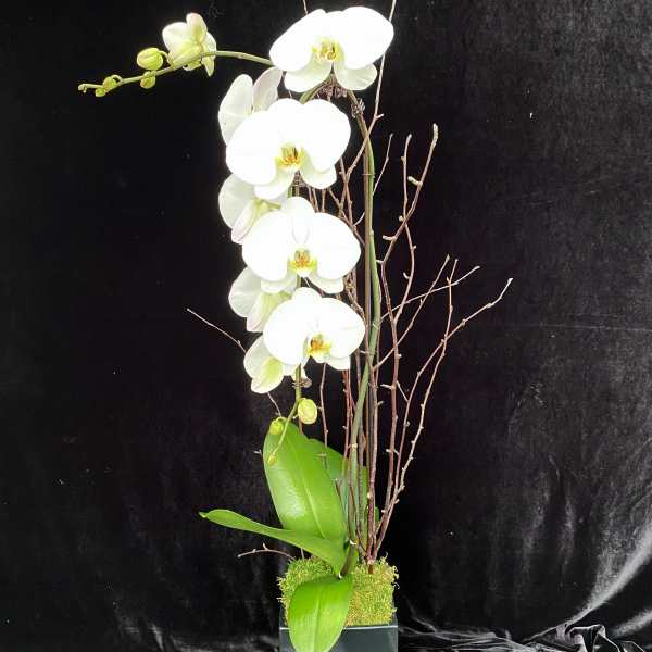 Tall white orchid arrangement in a square black container