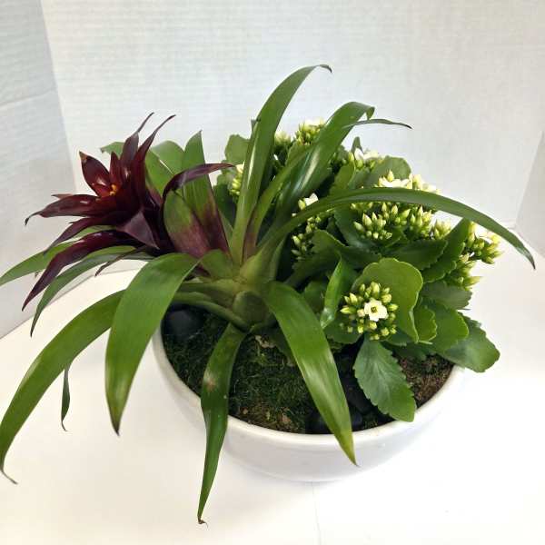 Potted arrangement with dark burgundy and white flowering plants in a white bowl