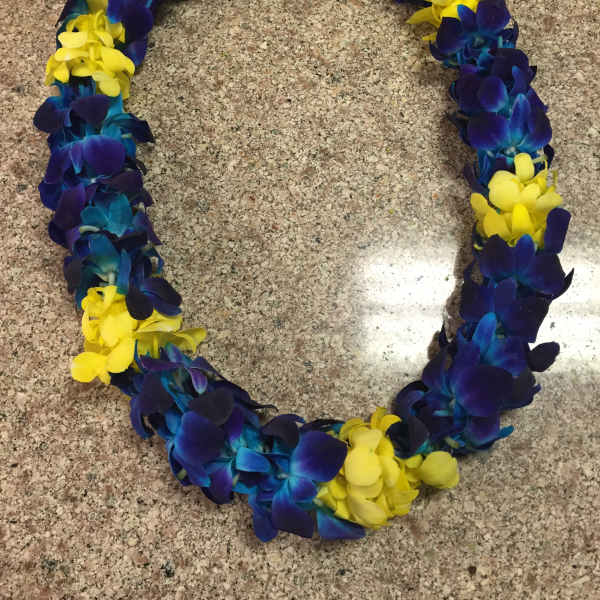 A blue and yellow flower lei laid in a circle on a countertop.