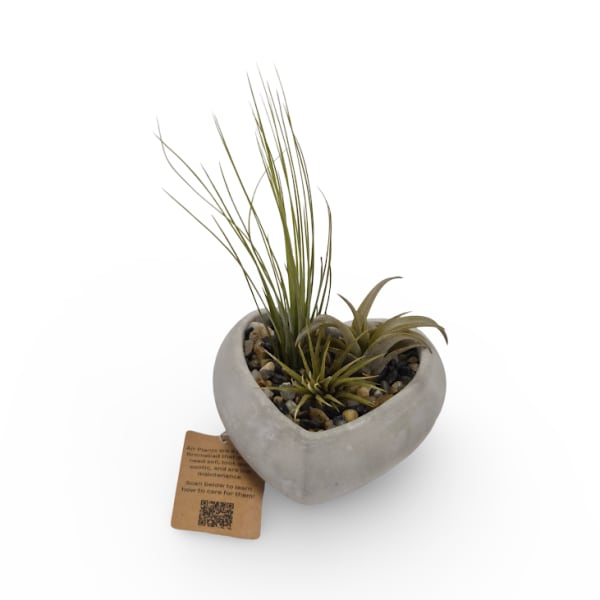 Air plants in a heart-shaped concrete planter with pebbles