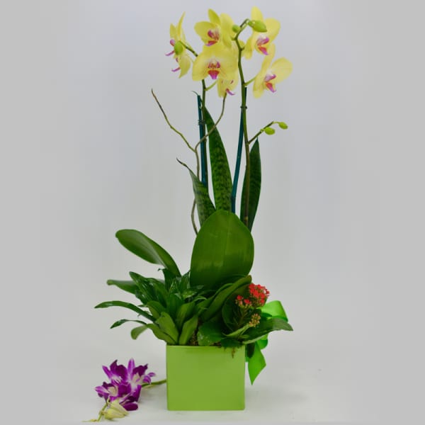 Yellow orchids in a green square container with purple orchid blooms nearby