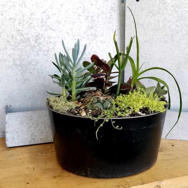 Mixed succulent planter in a black pot