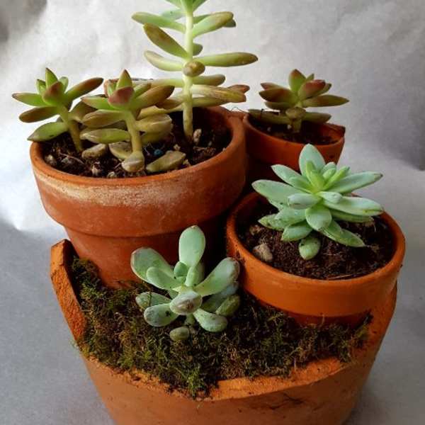 Cluster of small succulents in terracotta pots on a tray