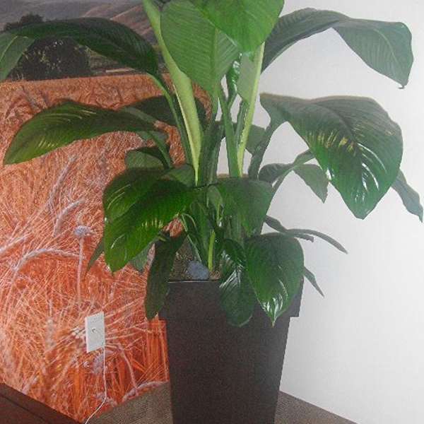 Tall green potted plant in a black square planter