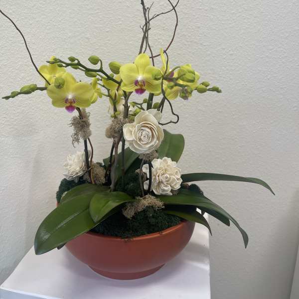 Potted orchid arrangement with yellow blooms and cream decorative flowers