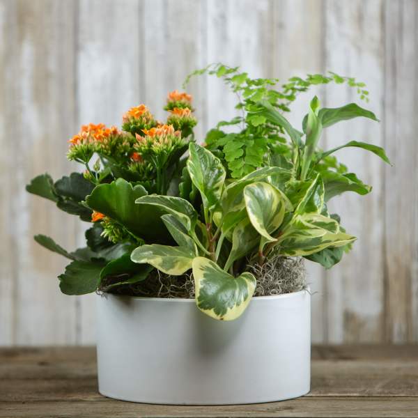 Potted mixed plant arrangement with orange blooms in a white container